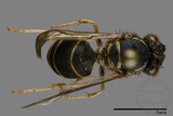 ǦW:Vespula flaviceps