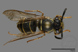 ǦW:Vespula flaviceps