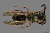 ǦW:Vespula flaviceps