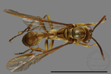 ǦW:Parapolybia takasagona