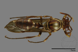 ǦW:Parapolybia nodosa