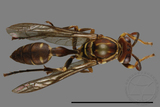 ǦW:Parapolybia nodosa