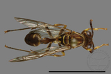 ǦW:Parapolybia nodosa