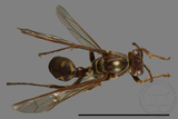 ǦW:Parapolybia nodosa