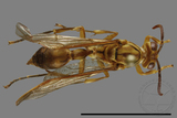 ǦW:Parapolybia takasagona