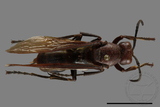 ǦW:Polistes gigas