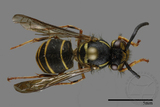 ǦW:Vespula flaviceps