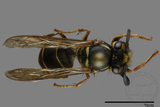 ǦW:Vespula flaviceps