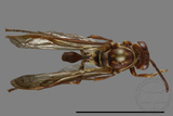 ǦW:Parapolybia nodosa