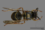 ǦW:Vespula flaviceps