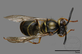 ǦW:Vespula flaviceps