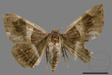 ǦW:Bastilla arcuata