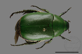 ǦW:Anomala albopilosa trachypyga