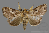 ǦW:Callopistria phaeogona