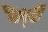 ǦW:Crambidae sp.