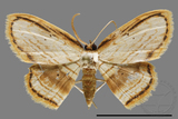 ǦW:Drapetodes mitaria