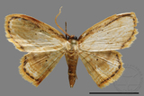 ǦW:Drapetodes mitaria