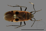 ǦW:Physopelta parviceps