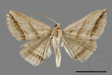 ǦW:Blasticorhinus bifasciata