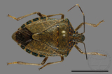 ǦW:Halyomorpha halys