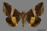 ǦW:Bastilla fulvotaenia