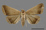 ǦW:Simplicia sp.