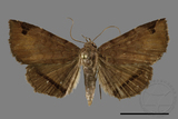 ǦW:Mecodina subcostalis