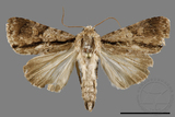 ǦW:Craniophora fasciata