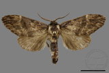 ǦW:Semidonta kosemponica