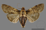 ǦW:Crambidae sp.