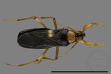 ǦW:Phalantus geniculatus
