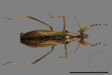 ǦW:Oncocephalus scutellaris