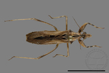 ǦW:Oncocephalus scutellaris