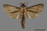 ǦW:Phragamataecia sp.