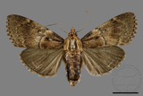 ǦW:Crambidae sp.