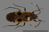 ǦW:Physopelta parviceps