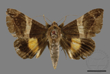 ǦW:Bastilla fulvotaenia