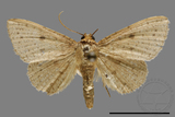 ǦW:Thyrididae sp.