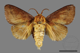 ǦW:Narosoideus vulpinus