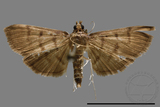 ǦW:Crambidae sp.