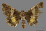 ǦW:Bastilla fulvotaenia