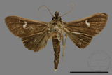 ǦW:Crambidae sp.