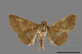 ǦW:Hypospila bolinoides