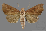 ǦW:Gonitis mesogona