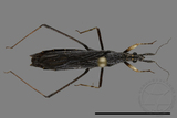 ǦW:Pygolampis sp.