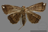 ǦW:Hywoolla sp.