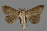 ǦW:Ericeia sp.