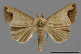 ǦW:Borsippa sp.