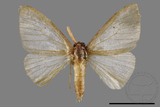 ǦW:Arctornis sp.