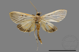 ǦW:Crambidae sp.